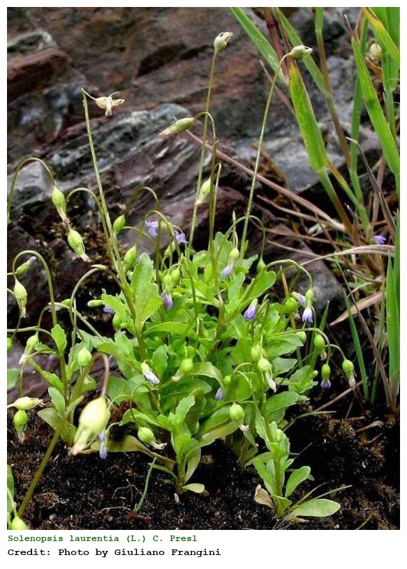 Solenopsis laurentia (L.) C. Presl